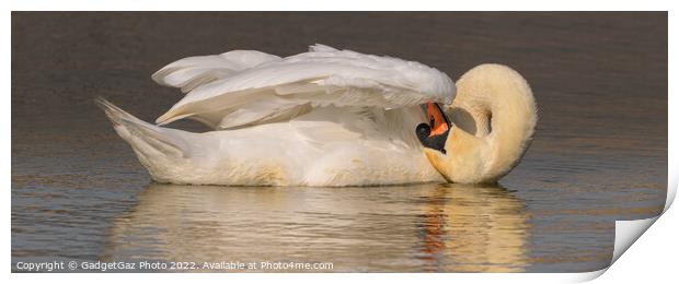 Swan preening panoramic  Print by GadgetGaz Photo