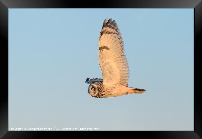 Short-eared owl at sunset Framed Print by GadgetGaz Photo