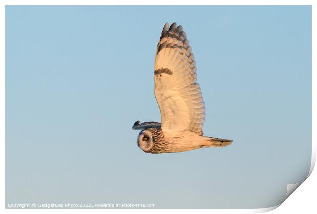 Short-eared owl at sunset Print by GadgetGaz Photo