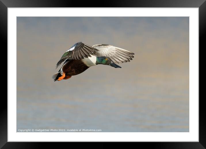 Shoveler Duck in flight Framed Mounted Print by GadgetGaz Photo