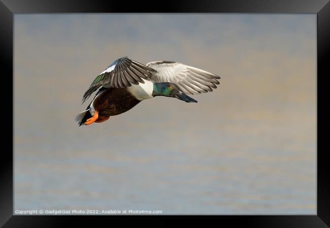 Shoveler Duck in flight Framed Print by GadgetGaz Photo