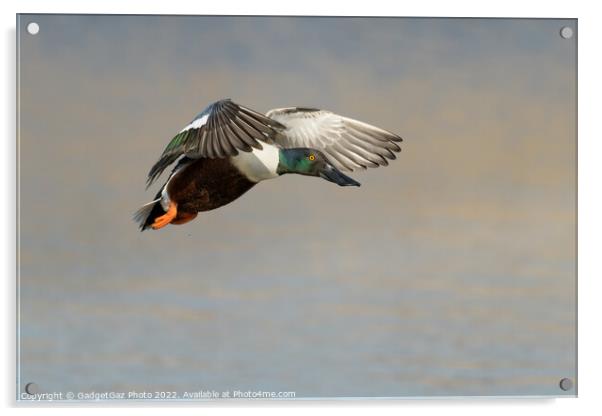 Shoveler Duck in flight Acrylic by GadgetGaz Photo