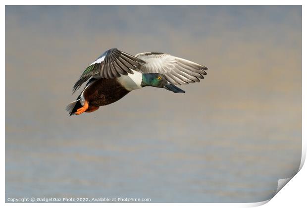 Shoveler Duck in flight Print by GadgetGaz Photo