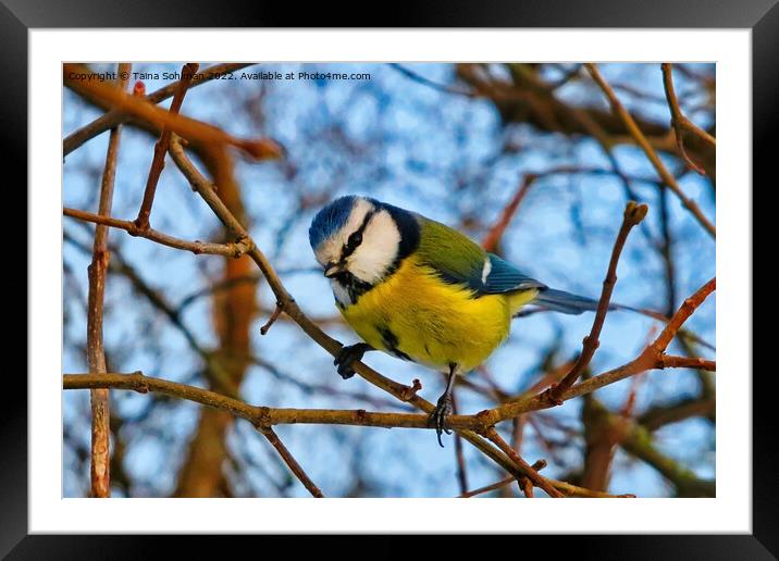 Eurasian Blue tit, Cyanistes caeruleus Perched  Framed Mounted Print by Taina Sohlman