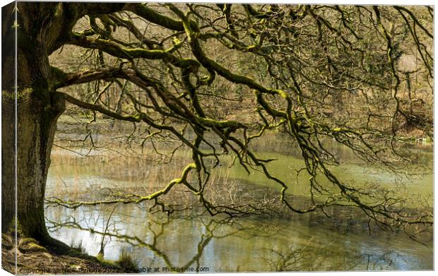 Tree at Cannop Pond Edge Forest of Dean  Canvas Print by Nick Jenkins
