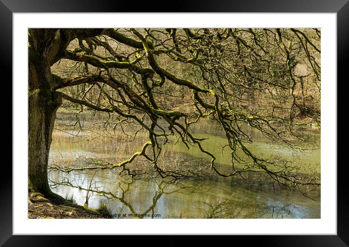 Tree at Cannop Pond Edge Forest of Dean  Framed Mounted Print by Nick Jenkins