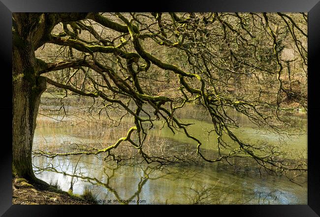 Tree at Cannop Pond Edge Forest of Dean  Framed Print by Nick Jenkins