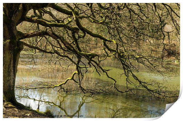 Tree at Cannop Pond Edge Forest of Dean  Print by Nick Jenkins