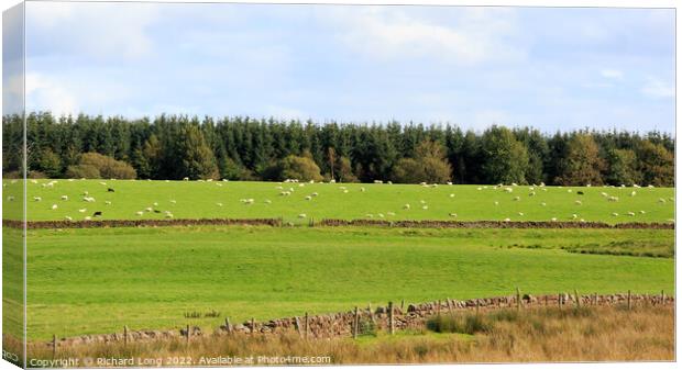 Sheep grazing Canvas Print by Richard Long