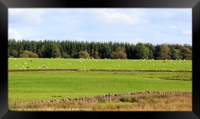 Sheep grazing Framed Print by Richard Long