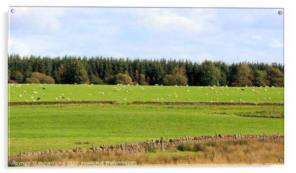 Sheep grazing Acrylic by Richard Long