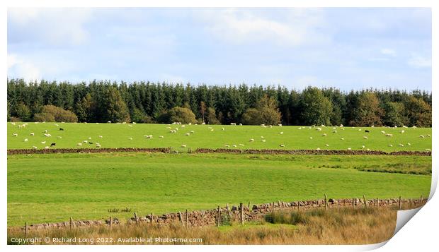 Sheep grazing Print by Richard Long