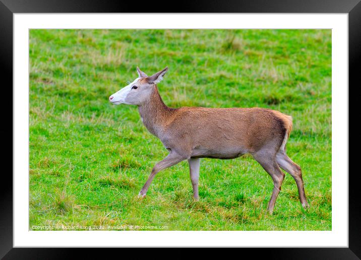 Hind white faced Red Deer Framed Mounted Print by Richard Long