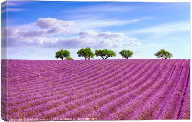 Blooming lavender and trees on the top of the hill. Provence Canvas Print by Stefano Orazzini