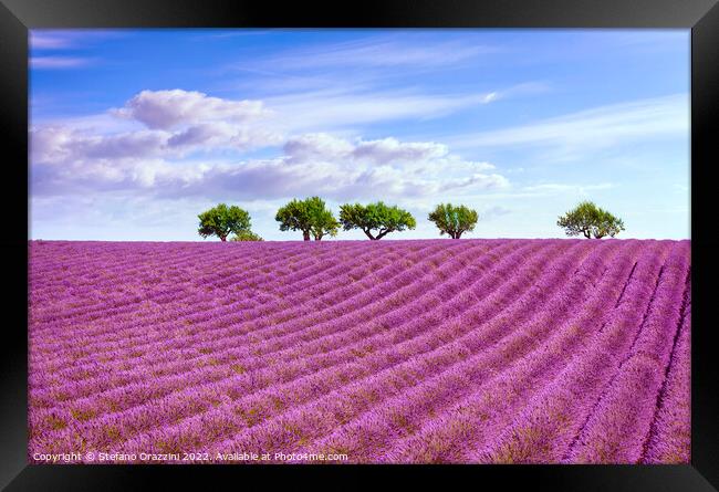 Blooming lavender and trees on the top of the hill. Provence Framed Print by Stefano Orazzini