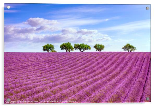 Blooming lavender and trees on the top of the hill. Provence Acrylic by Stefano Orazzini