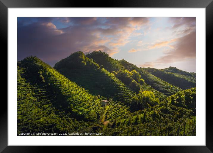 Prosecco Hills, vineyards after sunrise. Unesco Site. Italy Framed Mounted Print by Stefano Orazzini