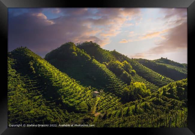 Prosecco Hills, vineyards after sunrise. Unesco Site. Italy Framed Print by Stefano Orazzini