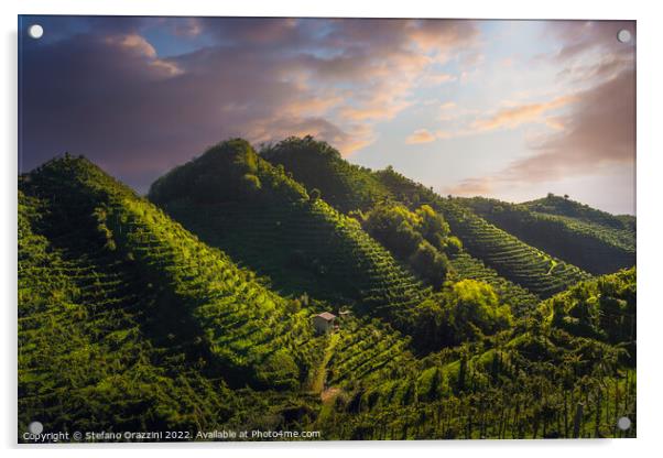 Prosecco Hills, vineyards after sunrise. Unesco Site. Italy Acrylic by Stefano Orazzini