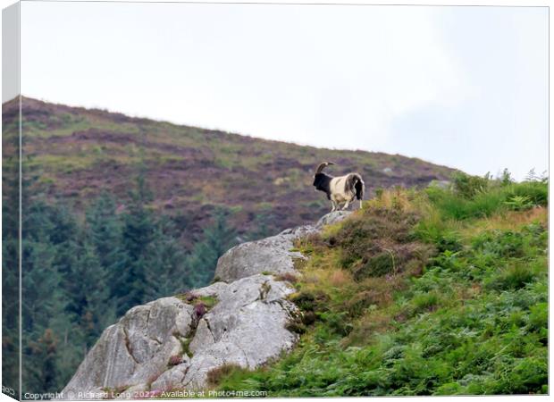 Wild Mountain Goat living life on the edge Canvas Print by Richard Long