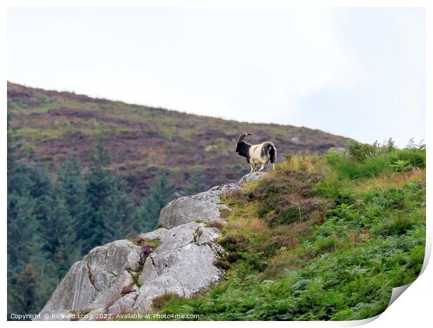 Wild Mountain Goat living life on the edge Print by Richard Long