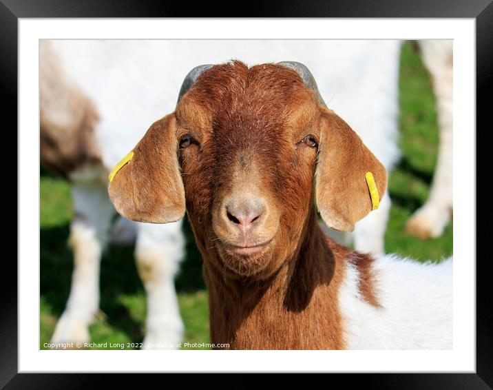 Boer Goat Framed Mounted Print by Richard Long