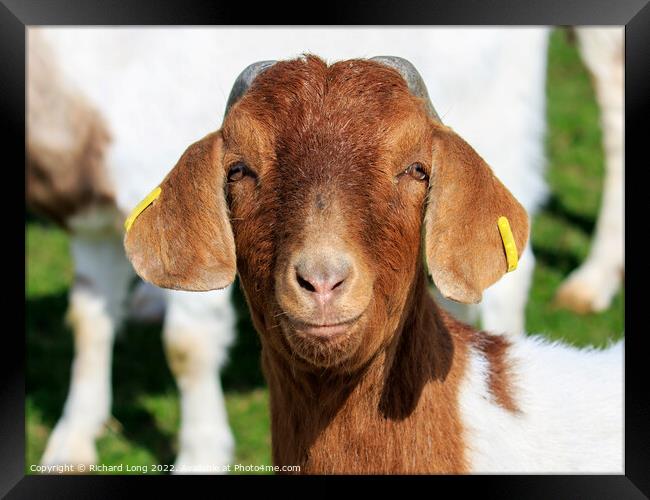 Boer Goat Framed Print by Richard Long