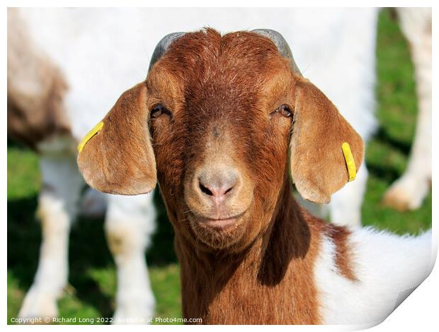 Boer Goat Print by Richard Long