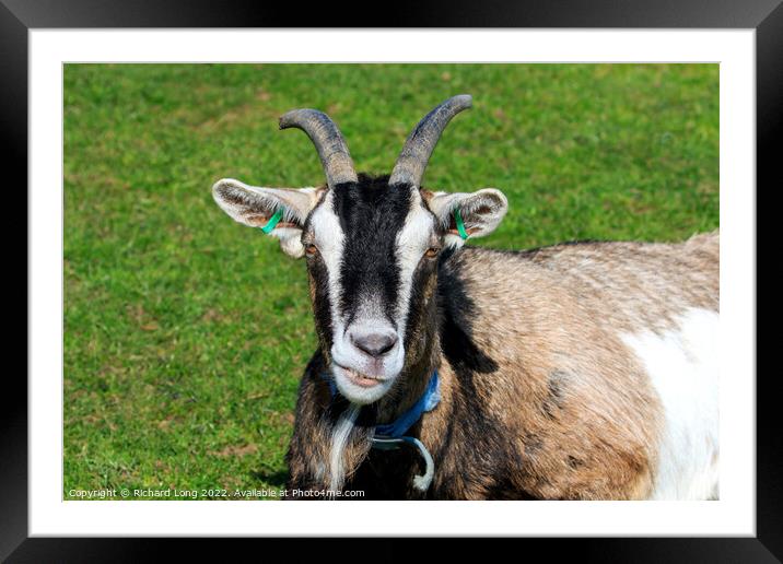 Boer Goat Framed Mounted Print by Richard Long