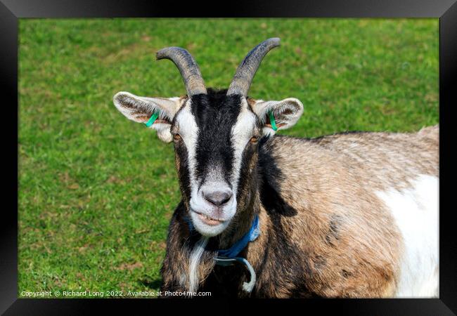 Boer Goat Framed Print by Richard Long