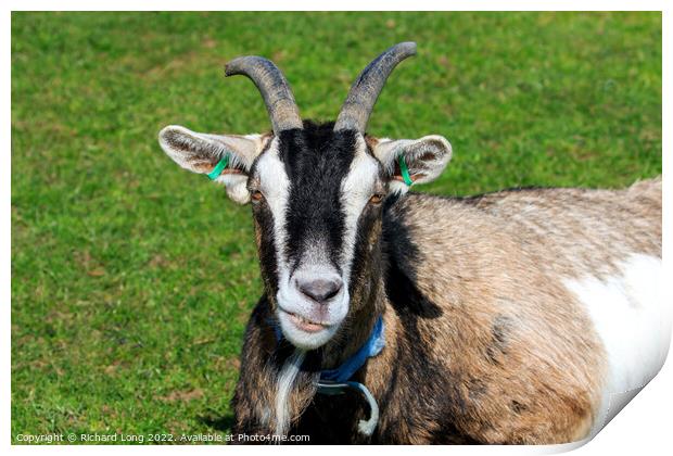 Boer Goat Print by Richard Long