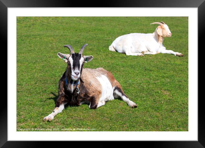 Boer Goat lying down Framed Mounted Print by Richard Long