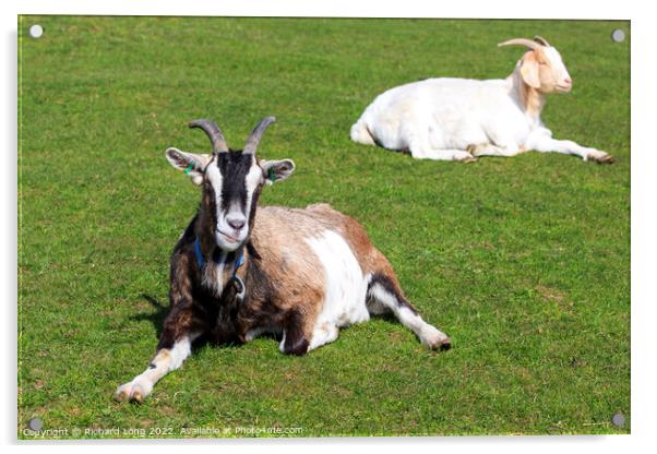 Boer Goat lying down Acrylic by Richard Long