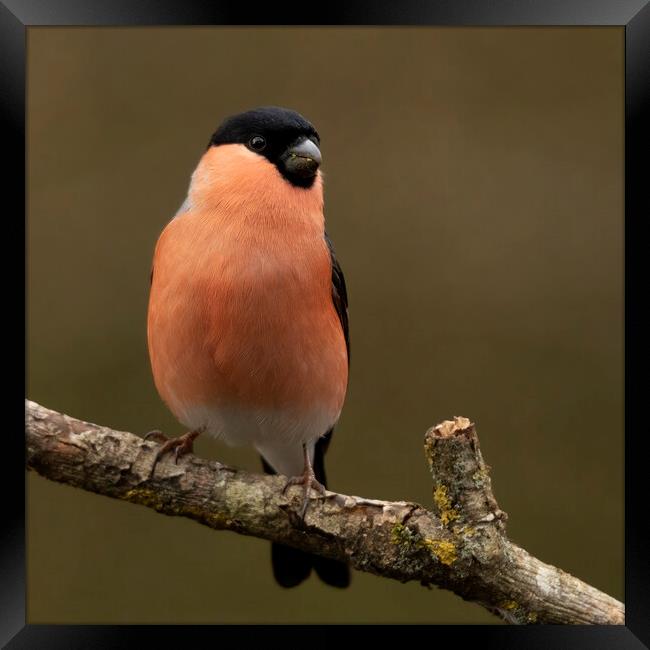 Male Bullfinch Framed Print by Jonathan Thirkell