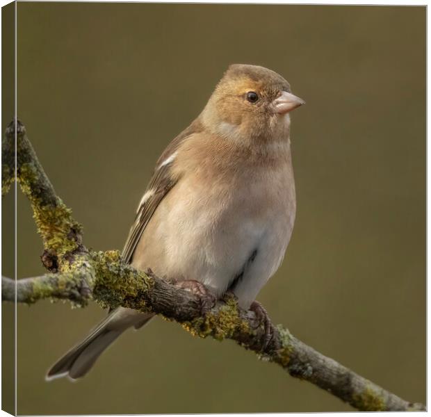 Female Chaffinch Canvas Print by Jonathan Thirkell