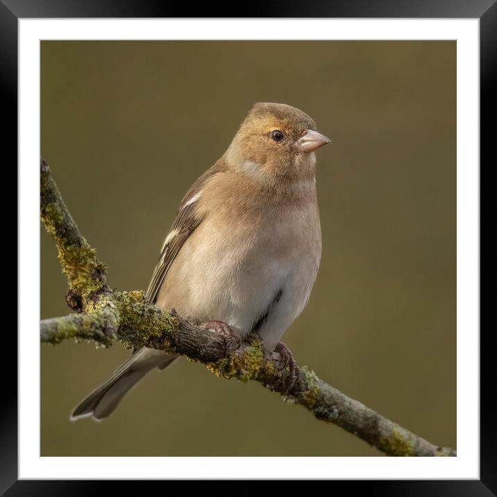 Female Chaffinch Framed Mounted Print by Jonathan Thirkell