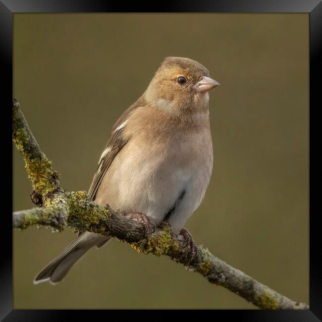 Female Chaffinch Framed Print by Jonathan Thirkell