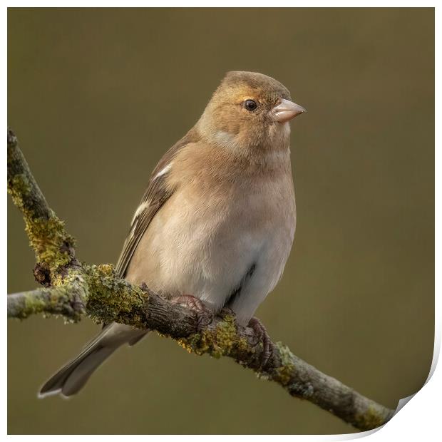 Female Chaffinch Print by Jonathan Thirkell