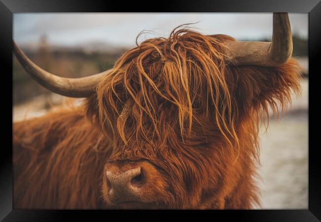 Highland Cow Framed Print by Duncan Loraine