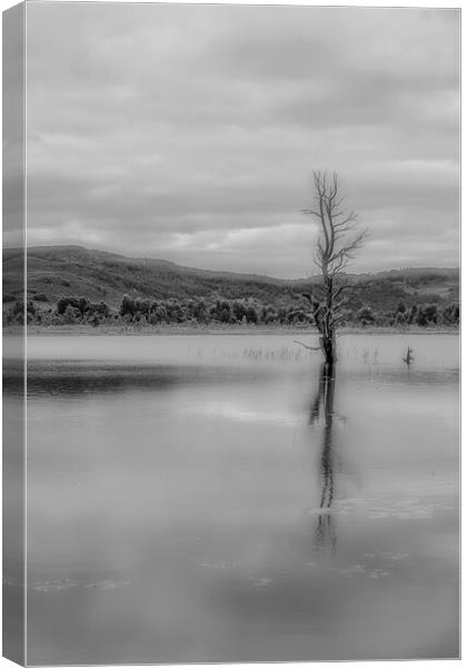 Tree in The Loch Canvas Print by Duncan Loraine