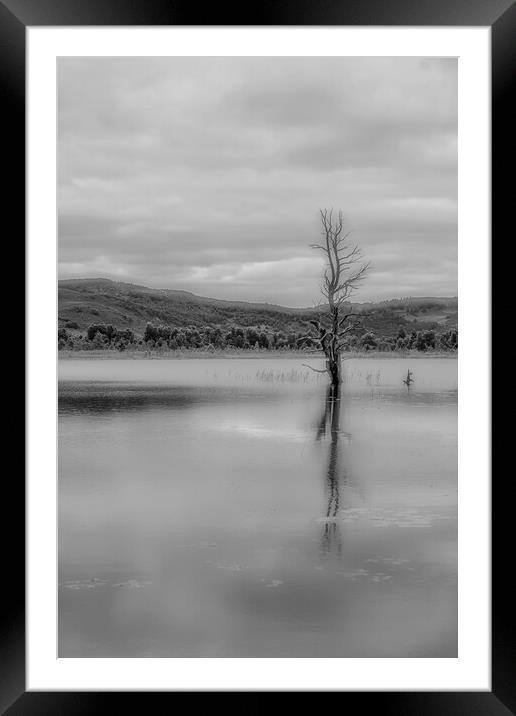Tree in The Loch Framed Mounted Print by Duncan Loraine
