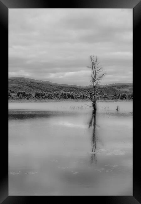 Tree in The Loch Framed Print by Duncan Loraine