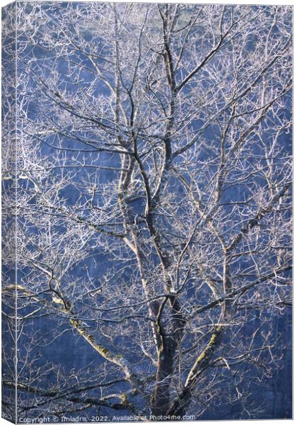 Beautiful Frost Covered Tree Canvas Print by Imladris 