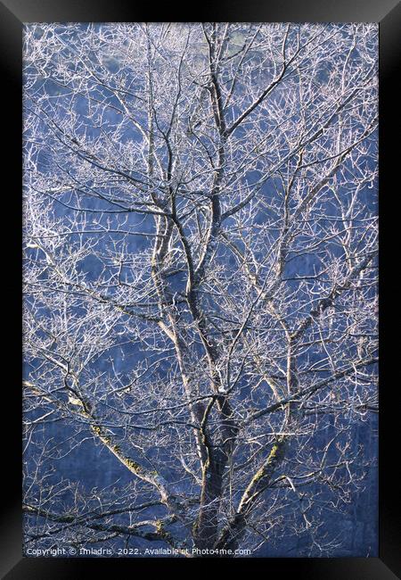Beautiful Frost Covered Tree Framed Print by Imladris 