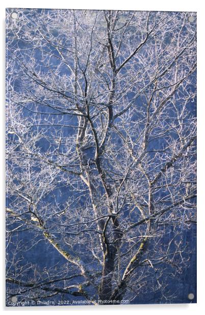 Beautiful Frost Covered Tree Acrylic by Imladris 