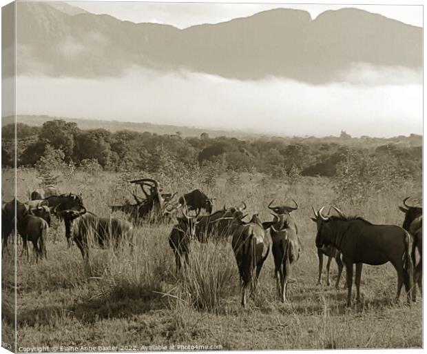 Wildebeest South Africa Canvas Print by Elaine Anne Baxter