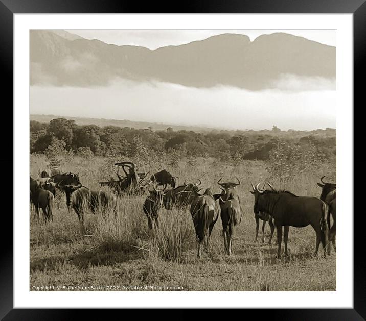 Wildebeest South Africa Framed Mounted Print by Elaine Anne Baxter