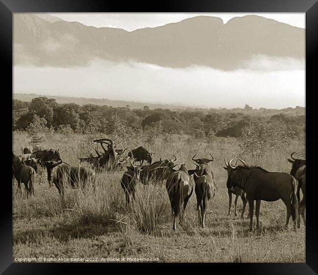 Wildebeest South Africa Framed Print by Elaine Anne Baxter