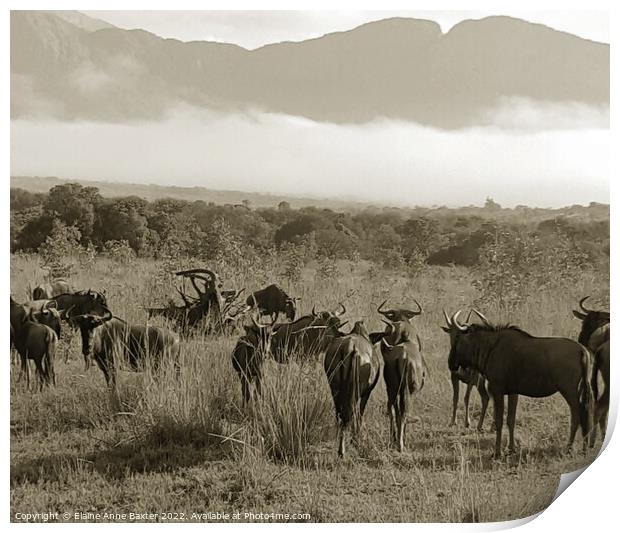 Wildebeest South Africa Print by Elaine Anne Baxter