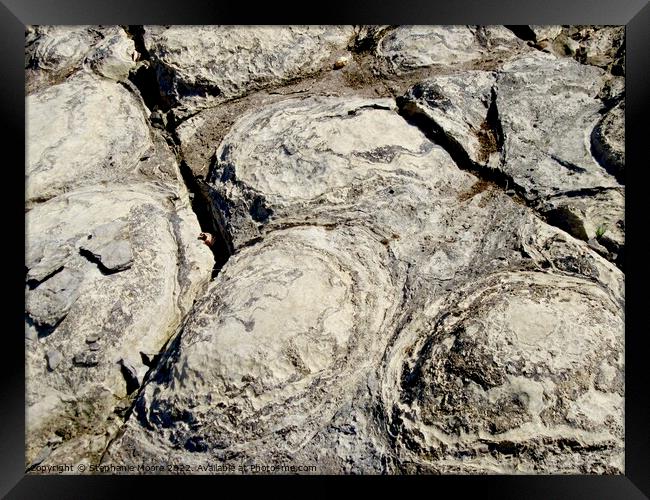 Stromatolite fossils  Framed Print by Stephanie Moore